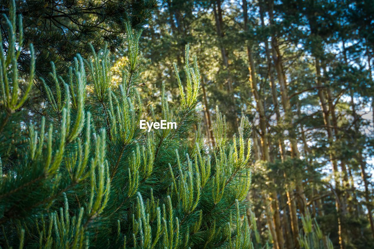 PANORAMIC VIEW OF PINE TREES