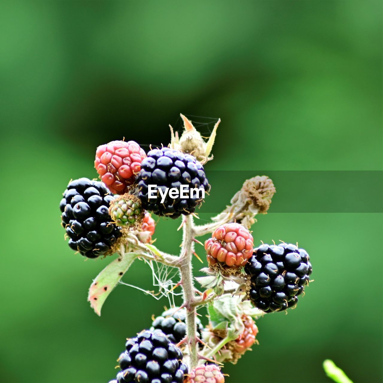 Close-up of berries growing on plant