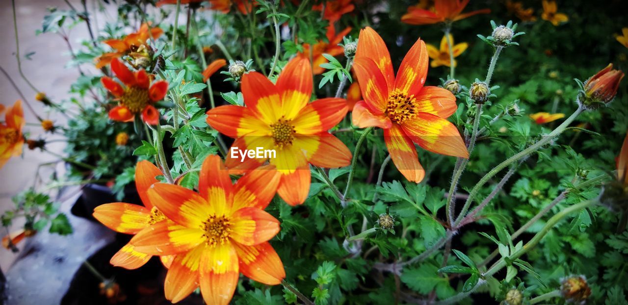 CLOSE-UP OF ORANGE FLOWERS