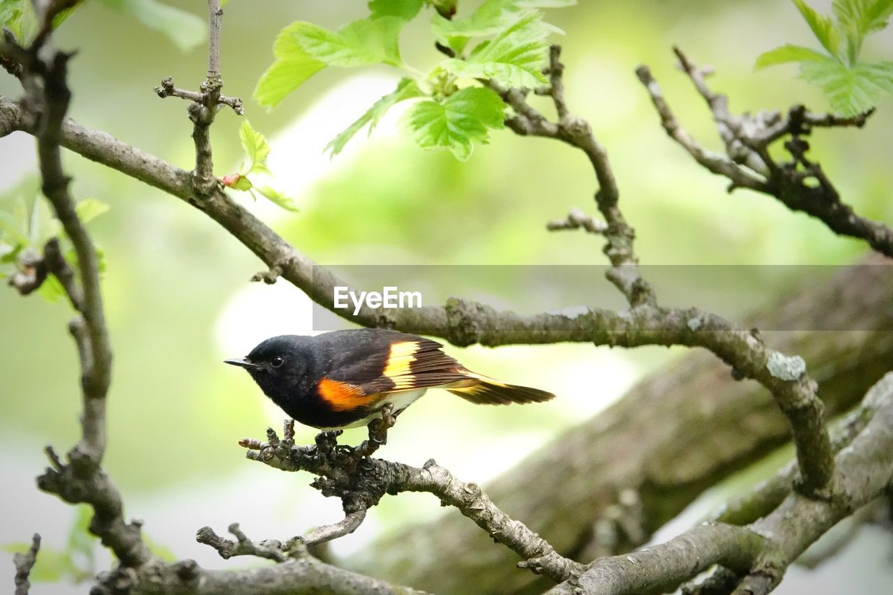 CLOSE-UP OF BIRD PERCHING ON TREE