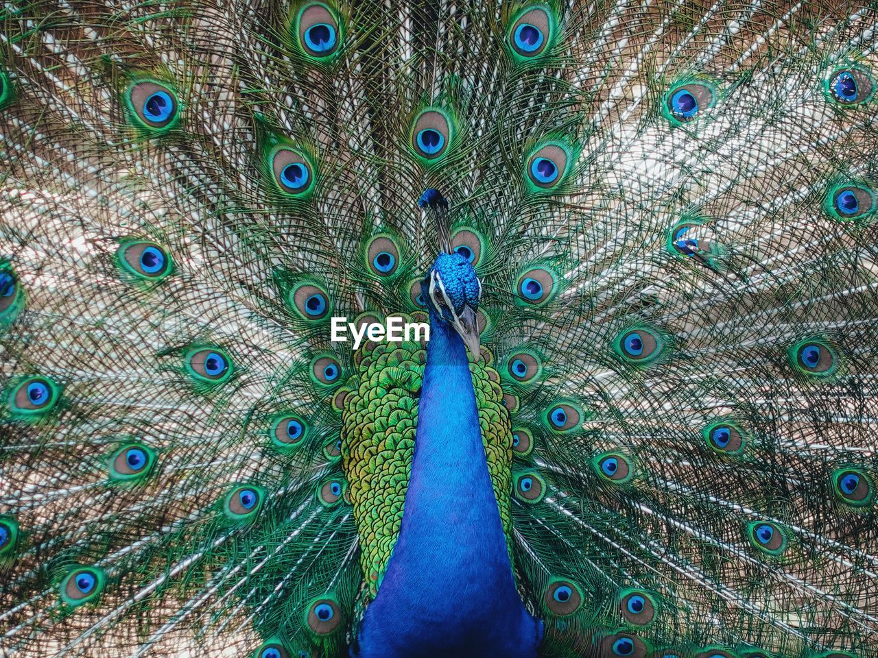 FULL FRAME SHOT OF PEACOCK FEATHERS