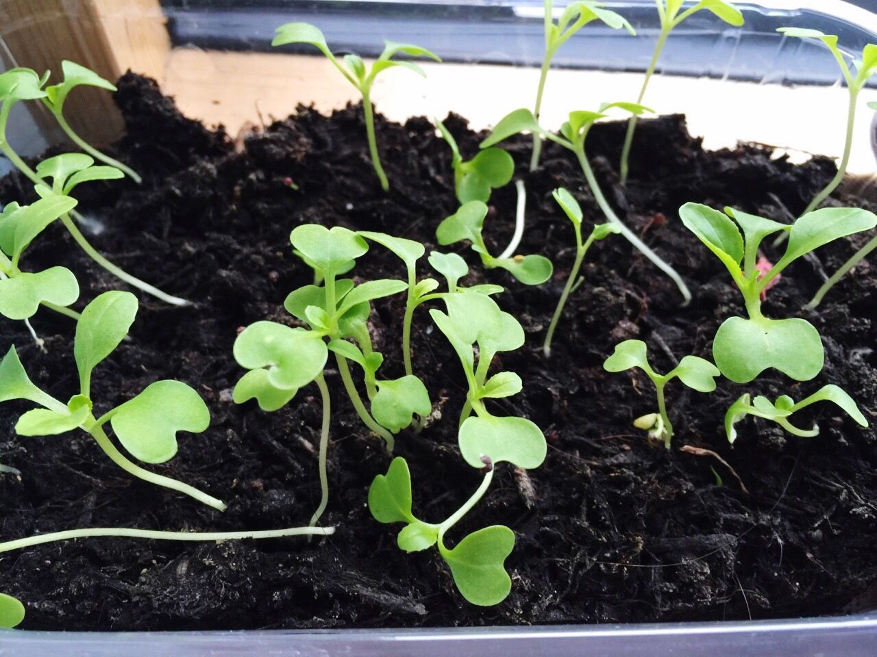 High angle view of plants