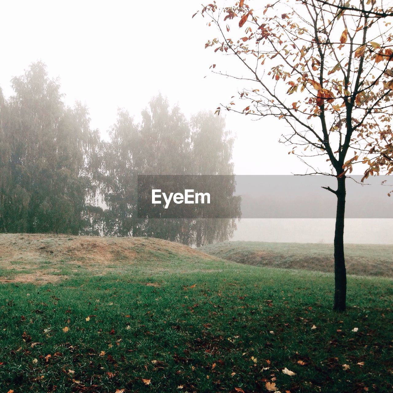 Scenic view of grassy field against sky