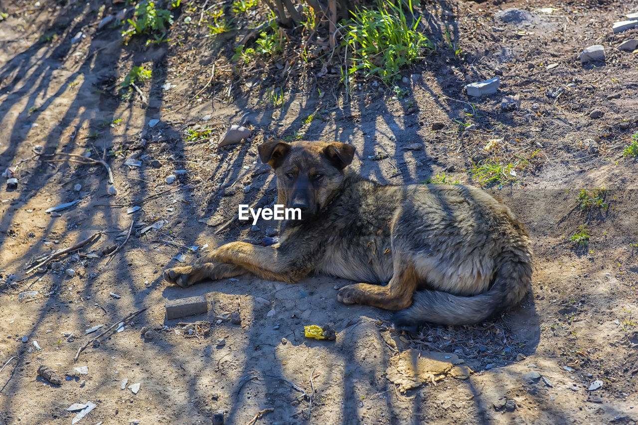 HIGH ANGLE VIEW OF LION RELAXING ON LAND