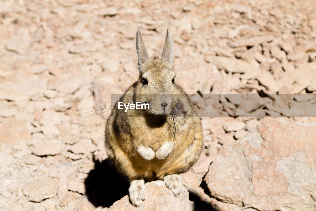 animal, animal themes, animal wildlife, one animal, wildlife, mammal, no people, nature, rabbits and hares, rabbit, day, land, sunlight, hare, outdoors, rodent, close-up, pet, portrait, full length, focus on foreground, sitting