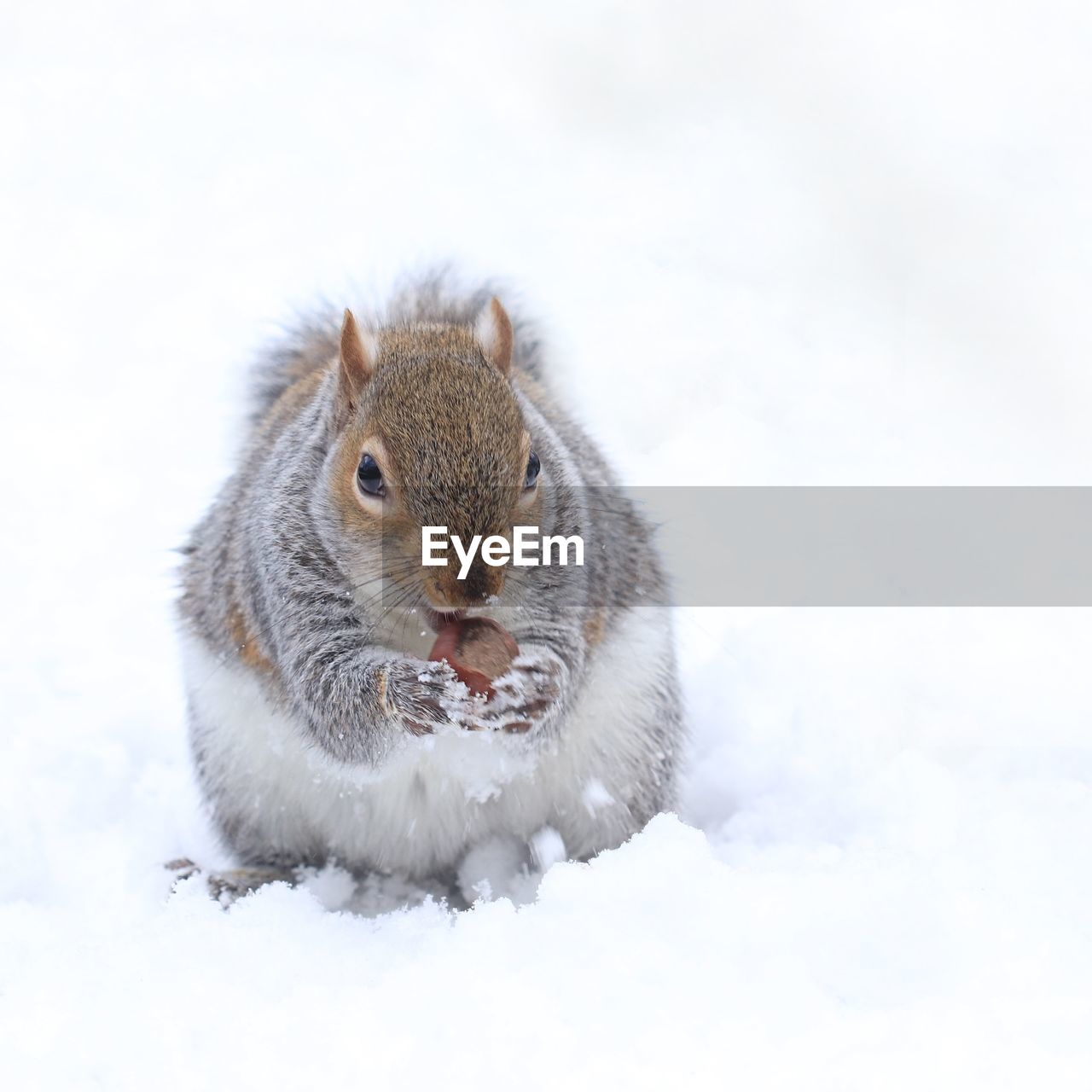 SQUIRREL ON SNOW