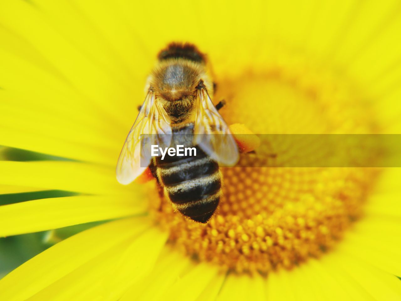 CLOSE-UP OF BEE ON YELLOW FLOWER POLLEN