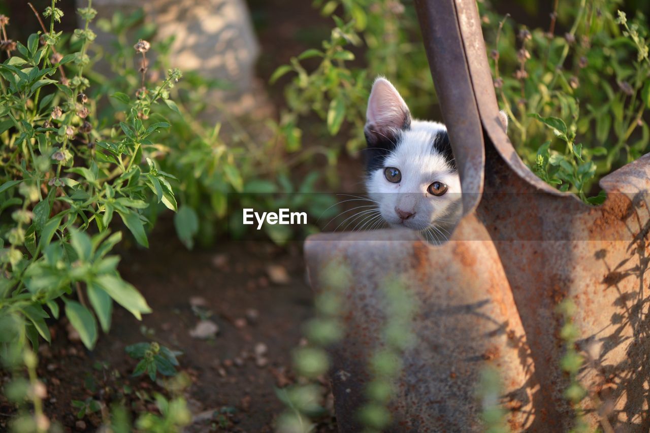 Close-up portrait of cat amidst plants