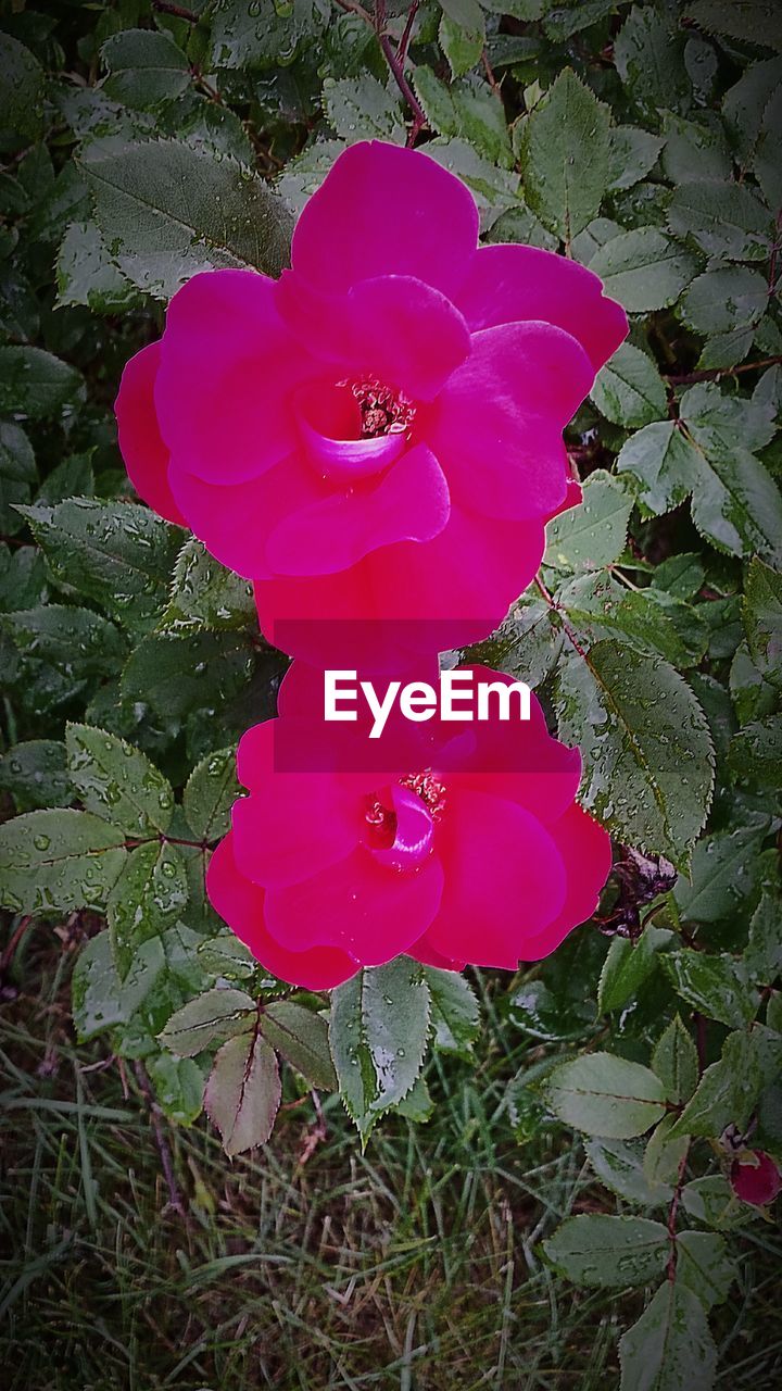 CLOSE-UP OF PINK ROSES