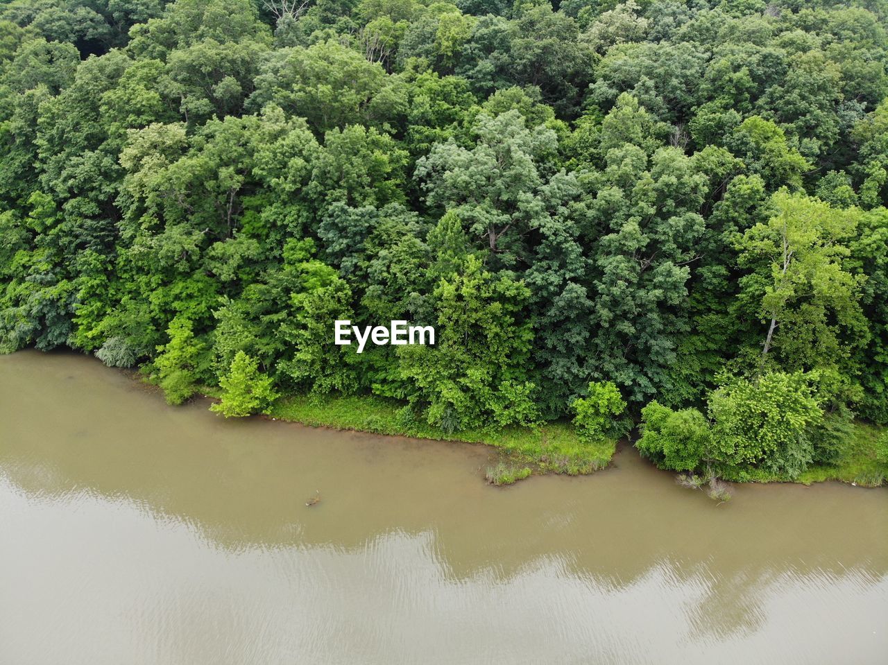 HIGH ANGLE VIEW OF TREES AND PLANTS IN LAKE