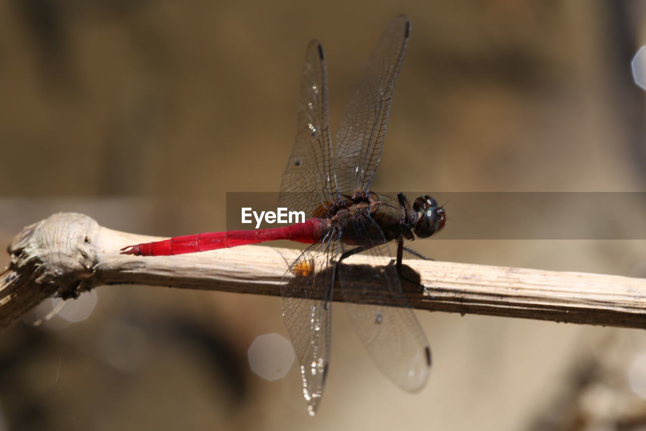 CLOSE-UP OF DRAGONFLY