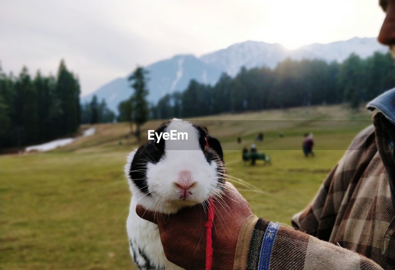 Close-up of rabbit on field against sky