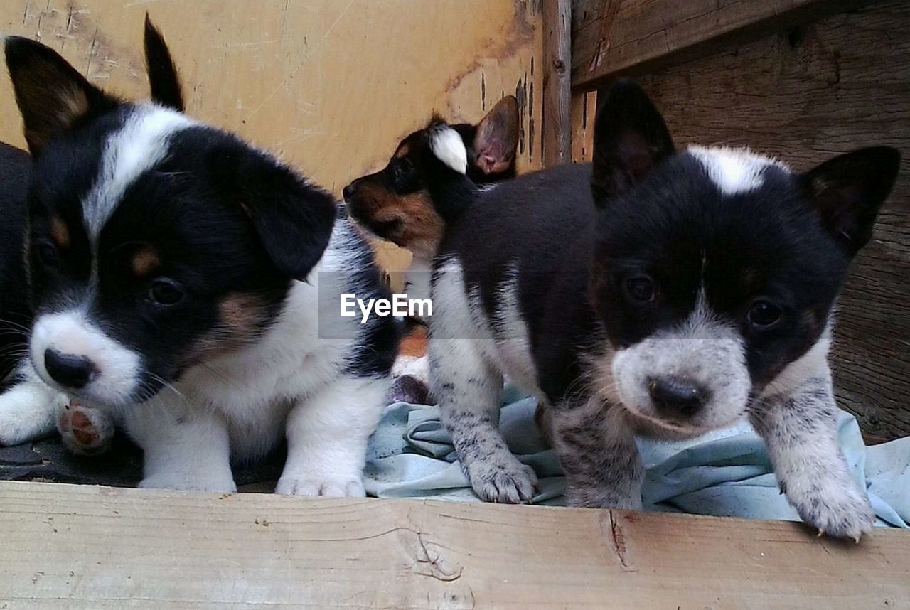 Close-up of pembroke welsh corgi puppies against wall