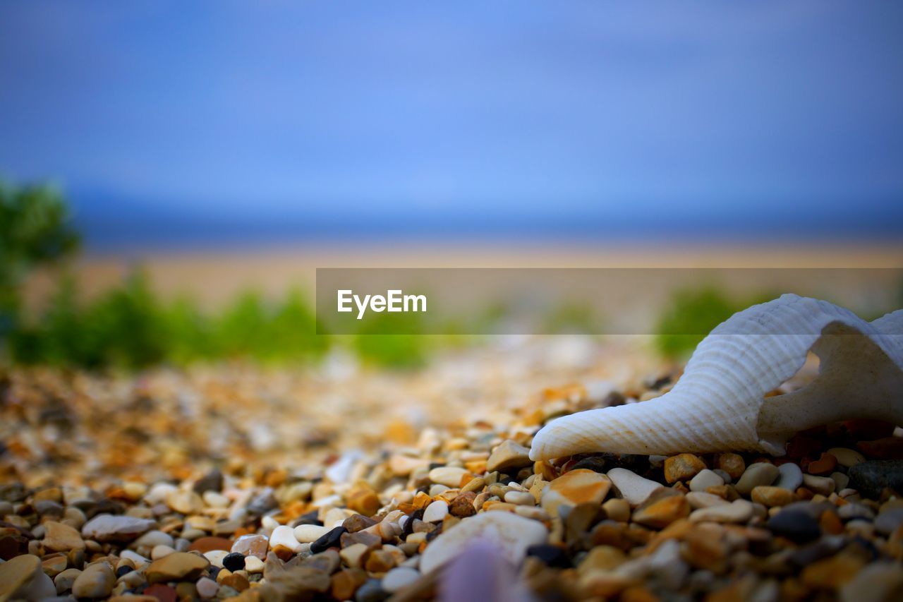 CLOSE-UP OF SHELLS ON SAND AT BEACH