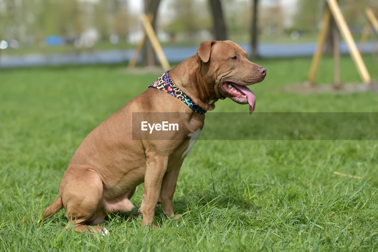 CLOSE-UP OF A DOG LOOKING AWAY