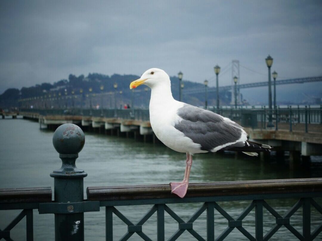 SEAGULLS PERCHING ON RAILING