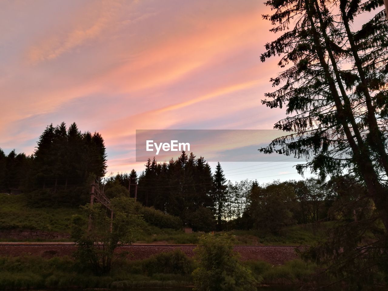 TREES AGAINST SKY DURING SUNSET