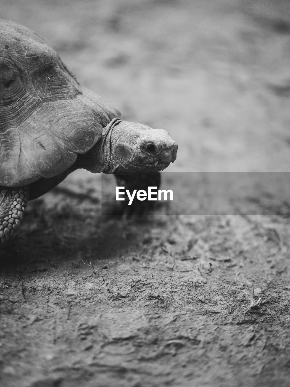 animal themes, animal, black and white, one animal, animal wildlife, wildlife, close-up, turtle, monochrome photography, monochrome, reptile, black, tortoise, no people, day, animal body part, nature, mammal, outdoors, selective focus, white