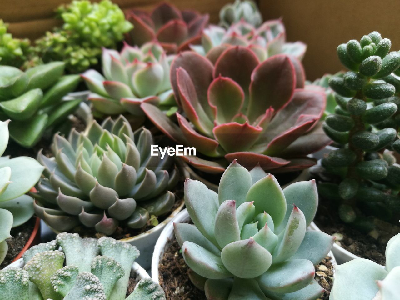 HIGH ANGLE VIEW OF SUCCULENT PLANTS