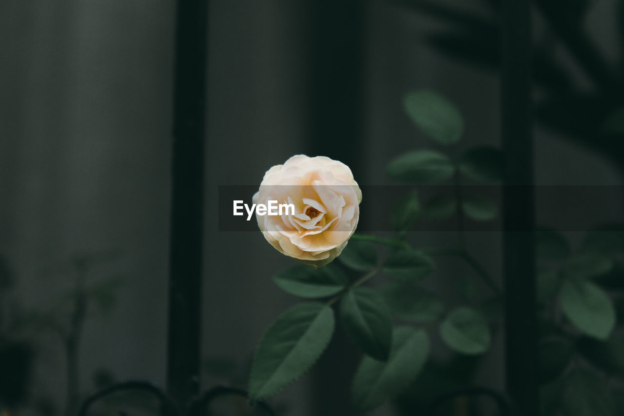 Close-up of flower against blurred background