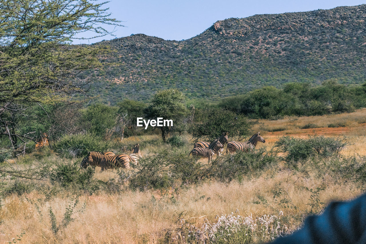 VIEW OF HORSE ON FIELD BY MOUNTAIN