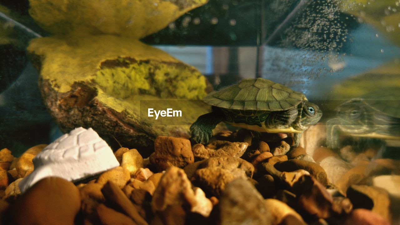 Close-up of turtle swimming in tank