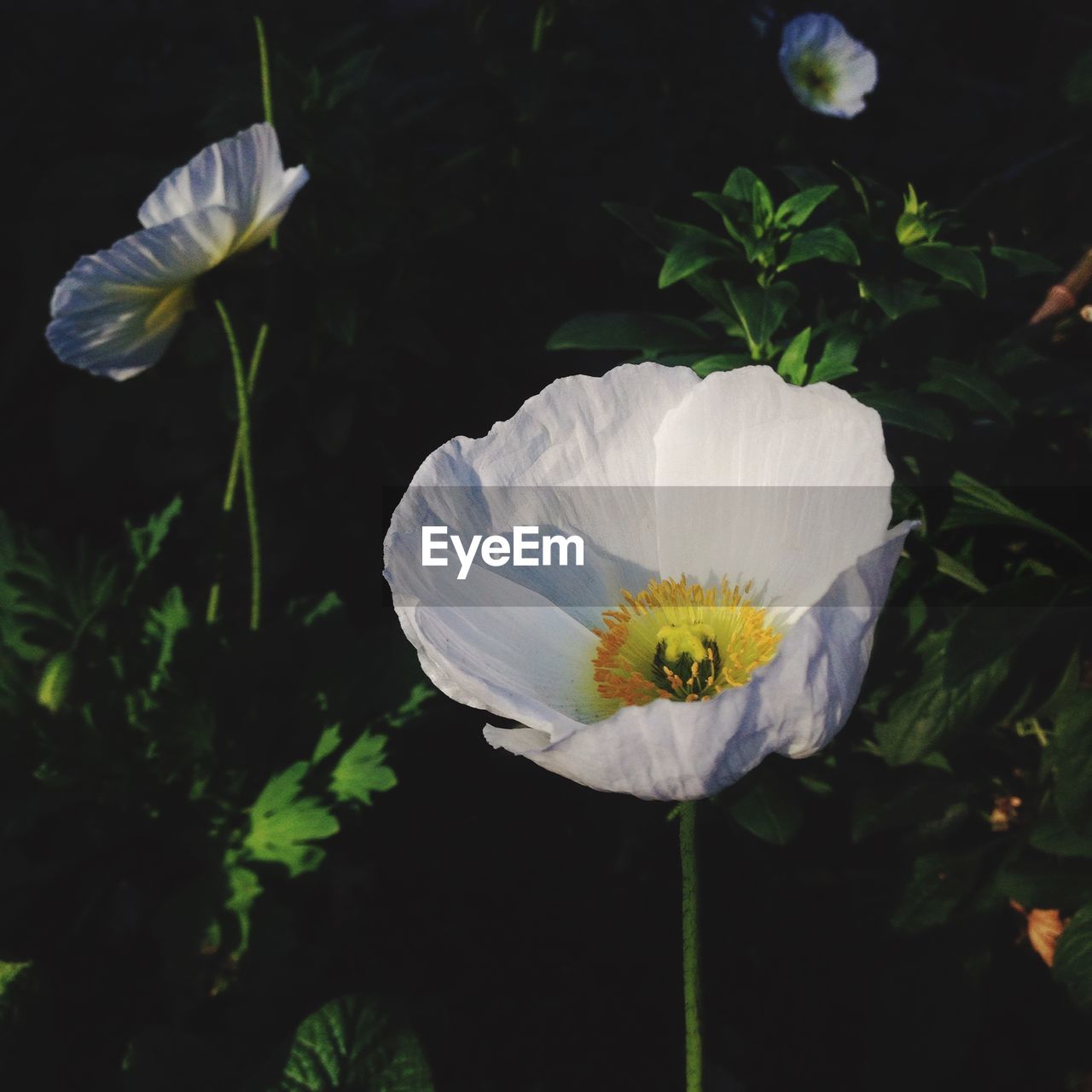 CLOSE-UP OF WHITE FLOWERS