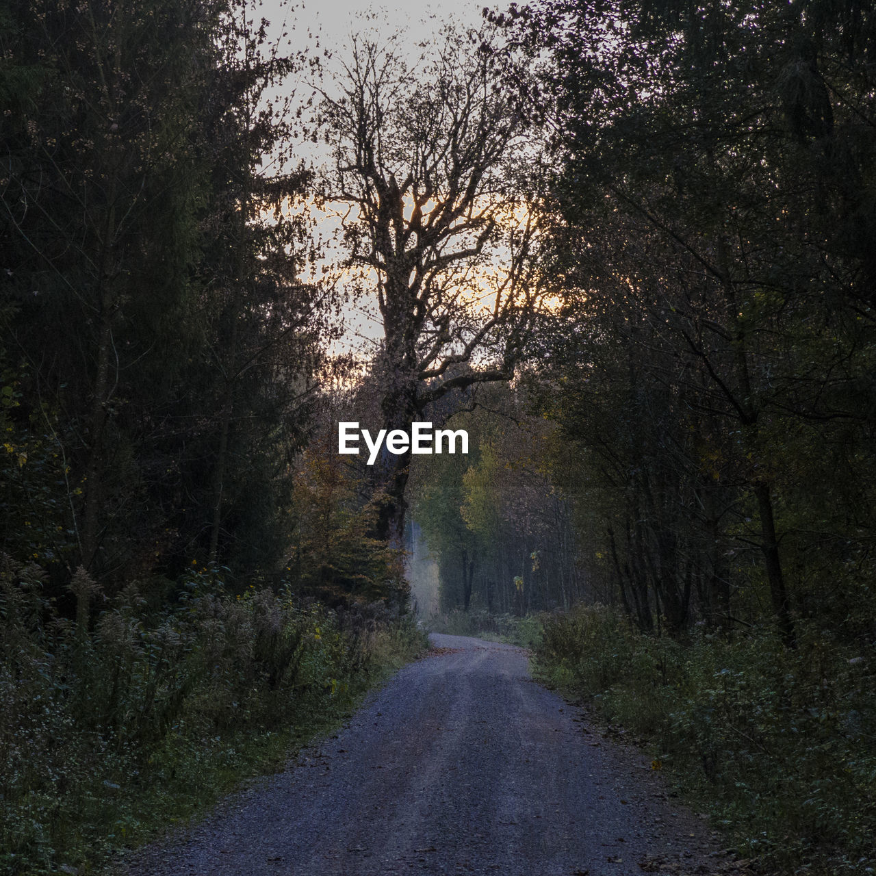 Road amidst trees in forest during autumn