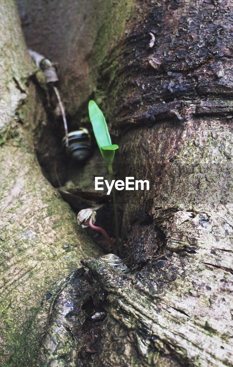 CLOSE-UP OF TURTLE ON TREE