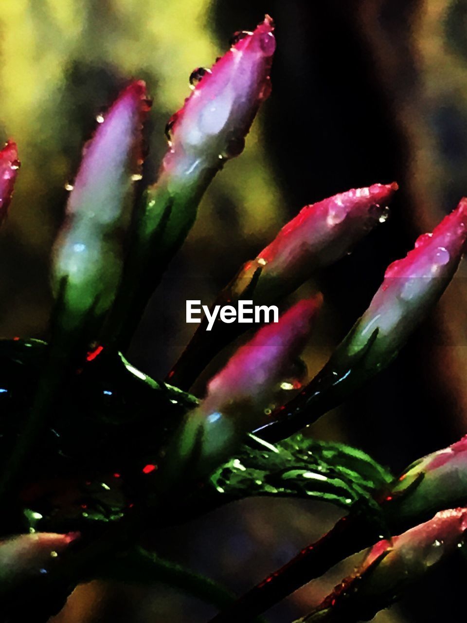 CLOSE-UP OF WATER DROPS ON FLOWER