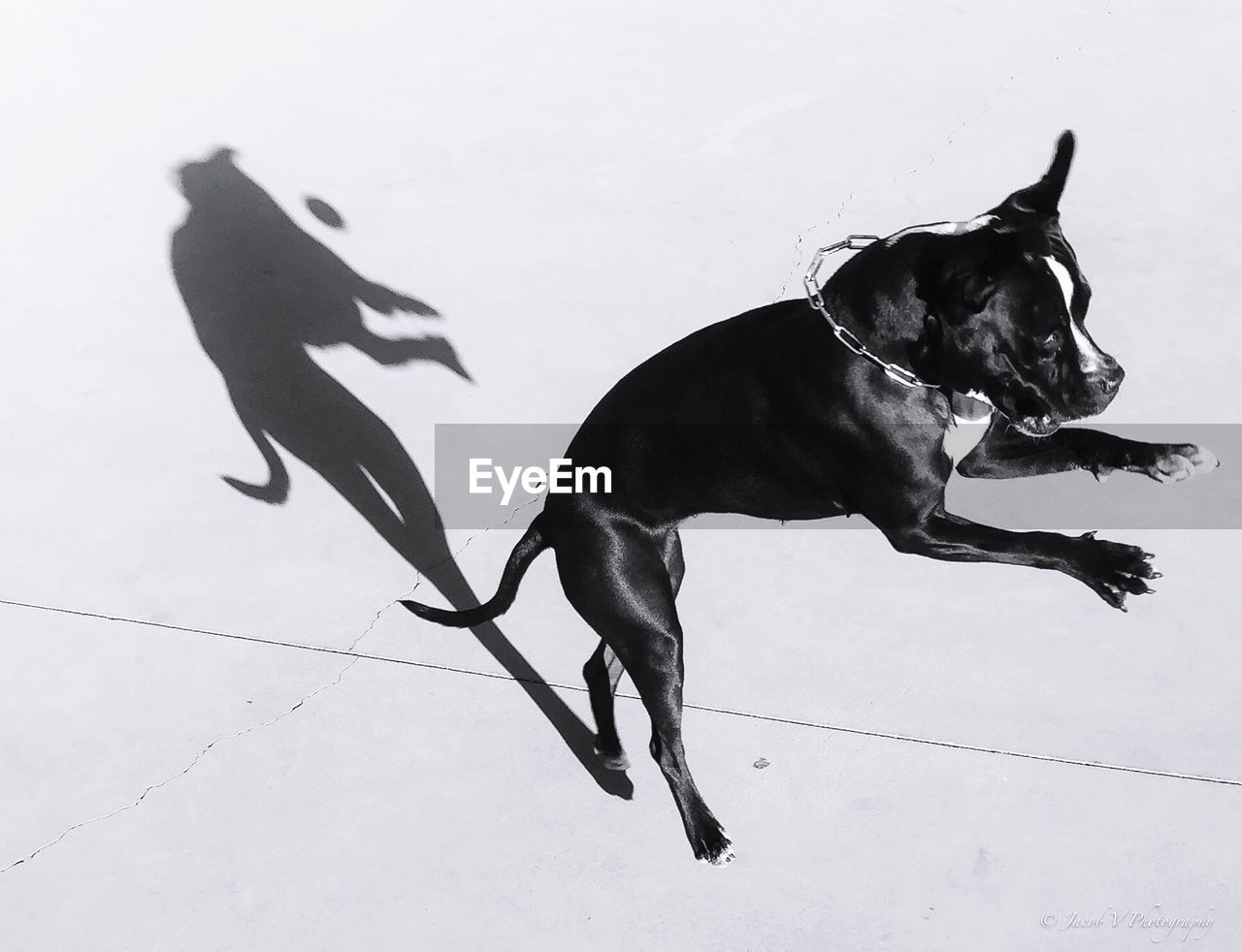 High angle view of dog jumping on floor