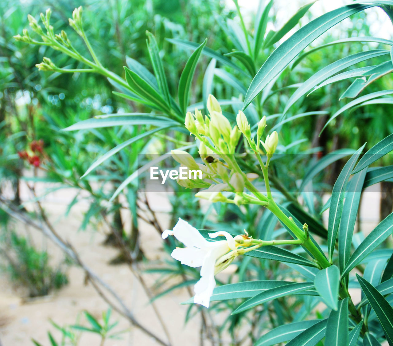 CLOSE-UP OF WHITE PLANT