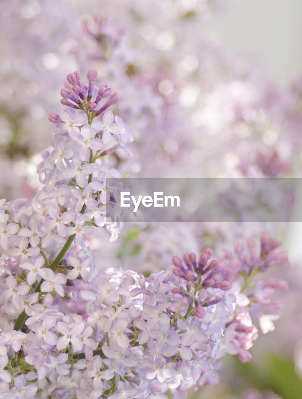 Close-up of pink cherry blossoms