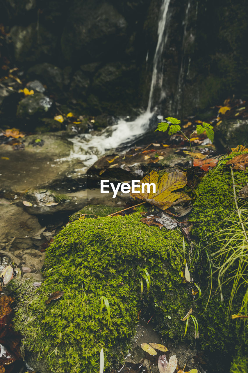 SCENIC VIEW OF WATERFALL AMIDST TREES