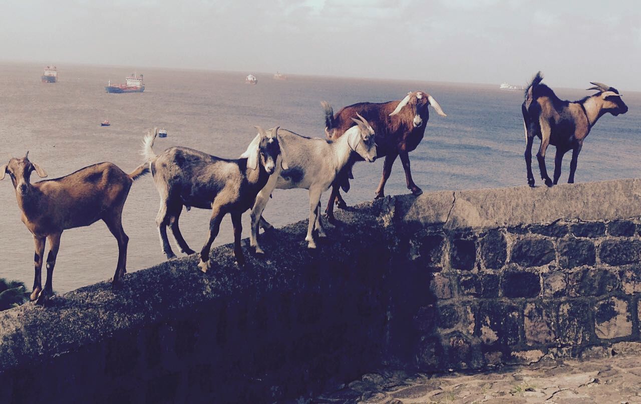 Goats standing in a row on wall