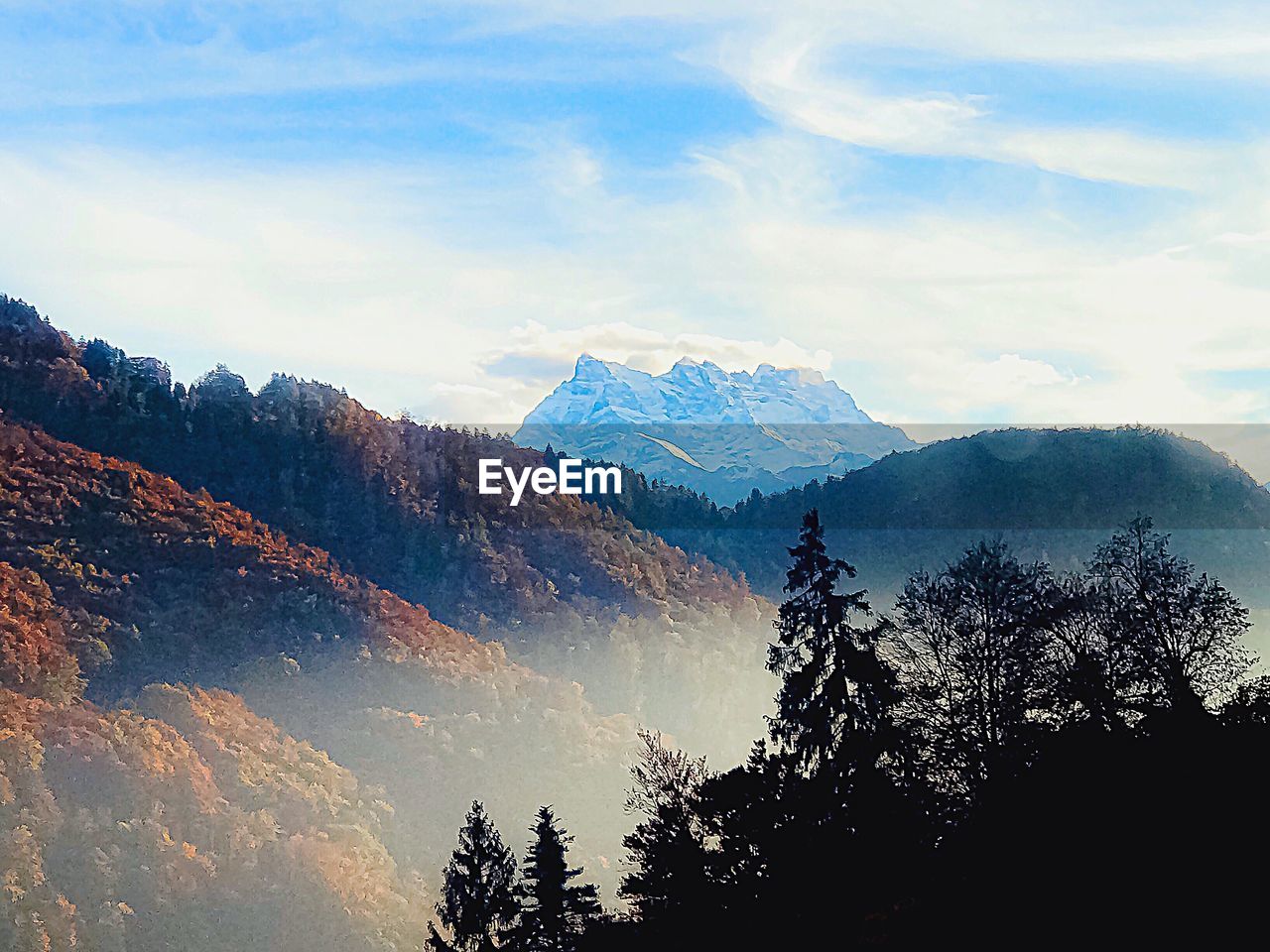 SCENIC VIEW OF PINE TREES AGAINST SKY