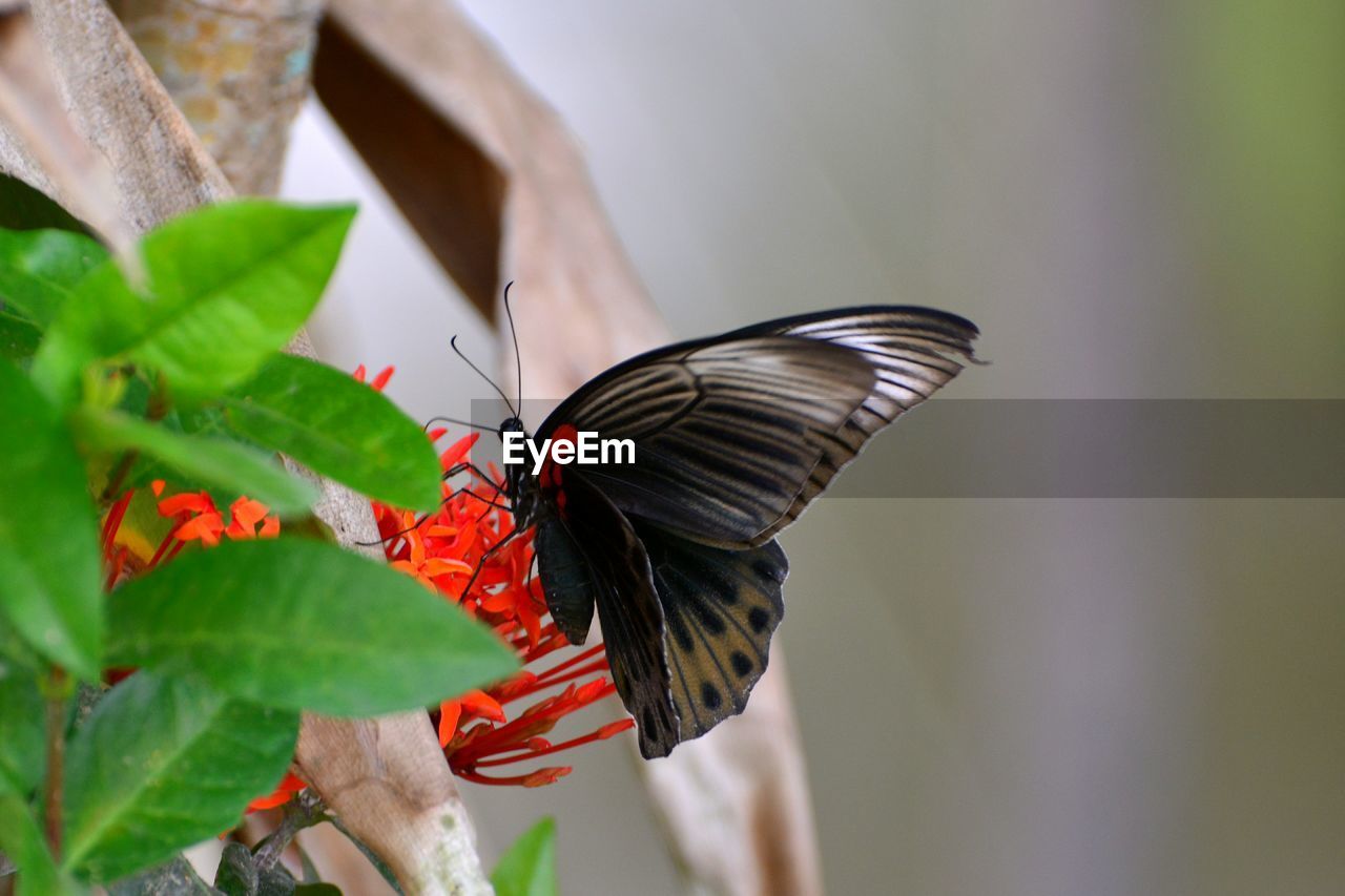 BUTTERFLY ON FLOWER