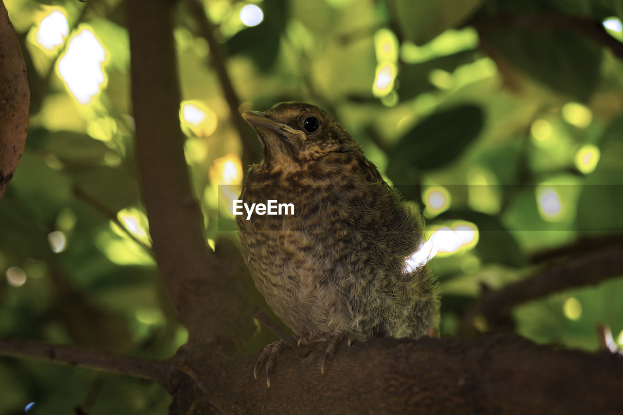 CLOSE-UP OF BIRD PERCHING ON TREE