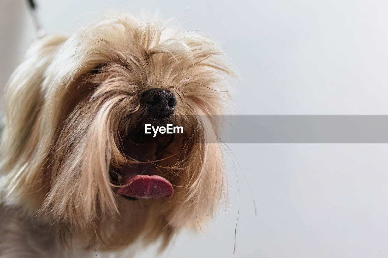 Close-up of dog against white background