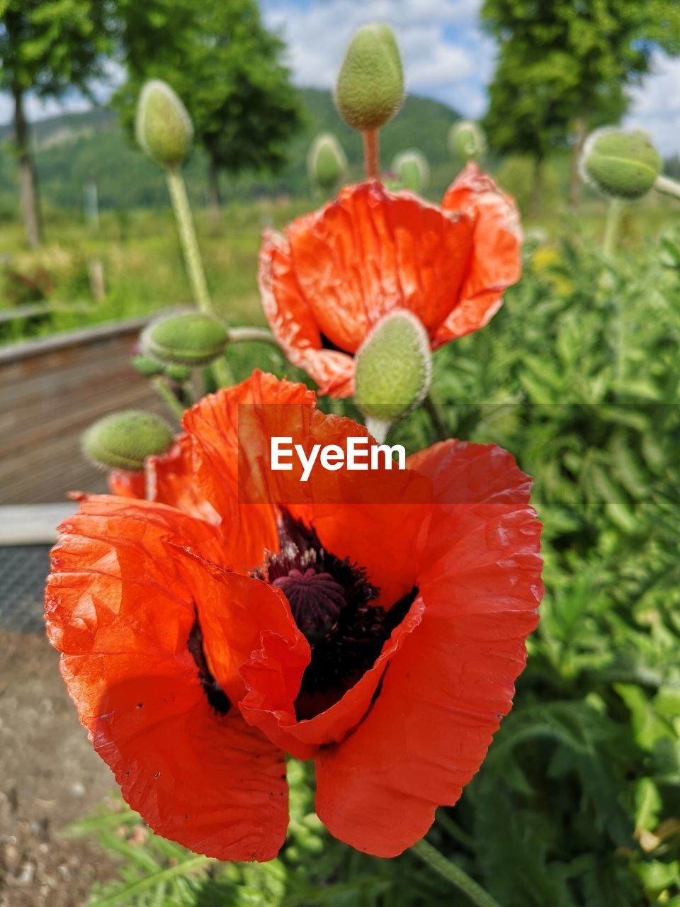 CLOSE-UP OF ORANGE POPPY FLOWER ON PLANT