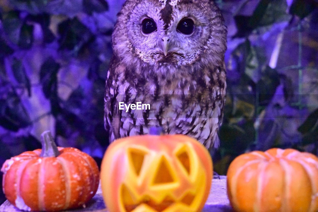 Close-up of pumpkins against owl