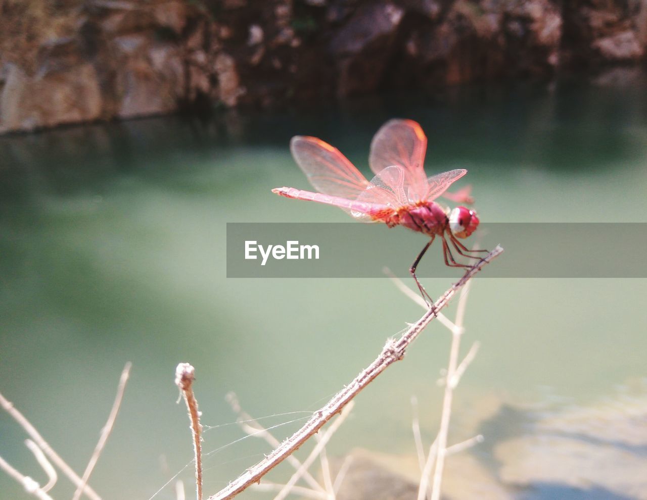 Close-up of dragonfly