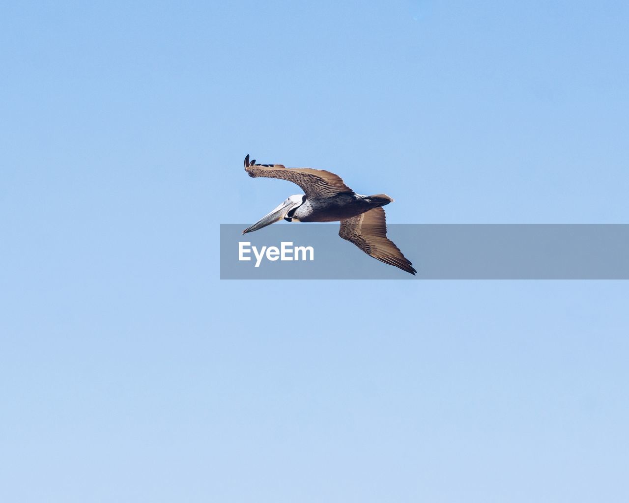 LOW ANGLE VIEW OF SEAGULL FLYING IN CLEAR SKY