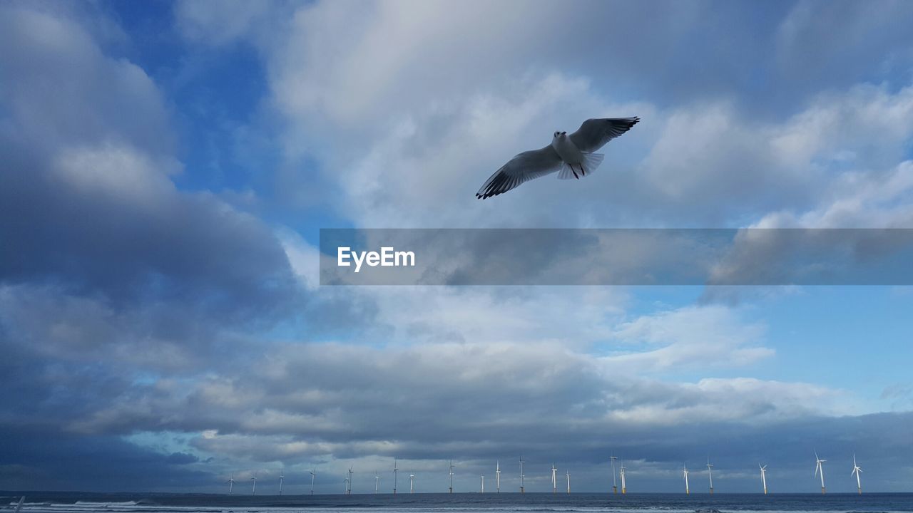 SEAGULL FLYING AGAINST CLOUDY SKY