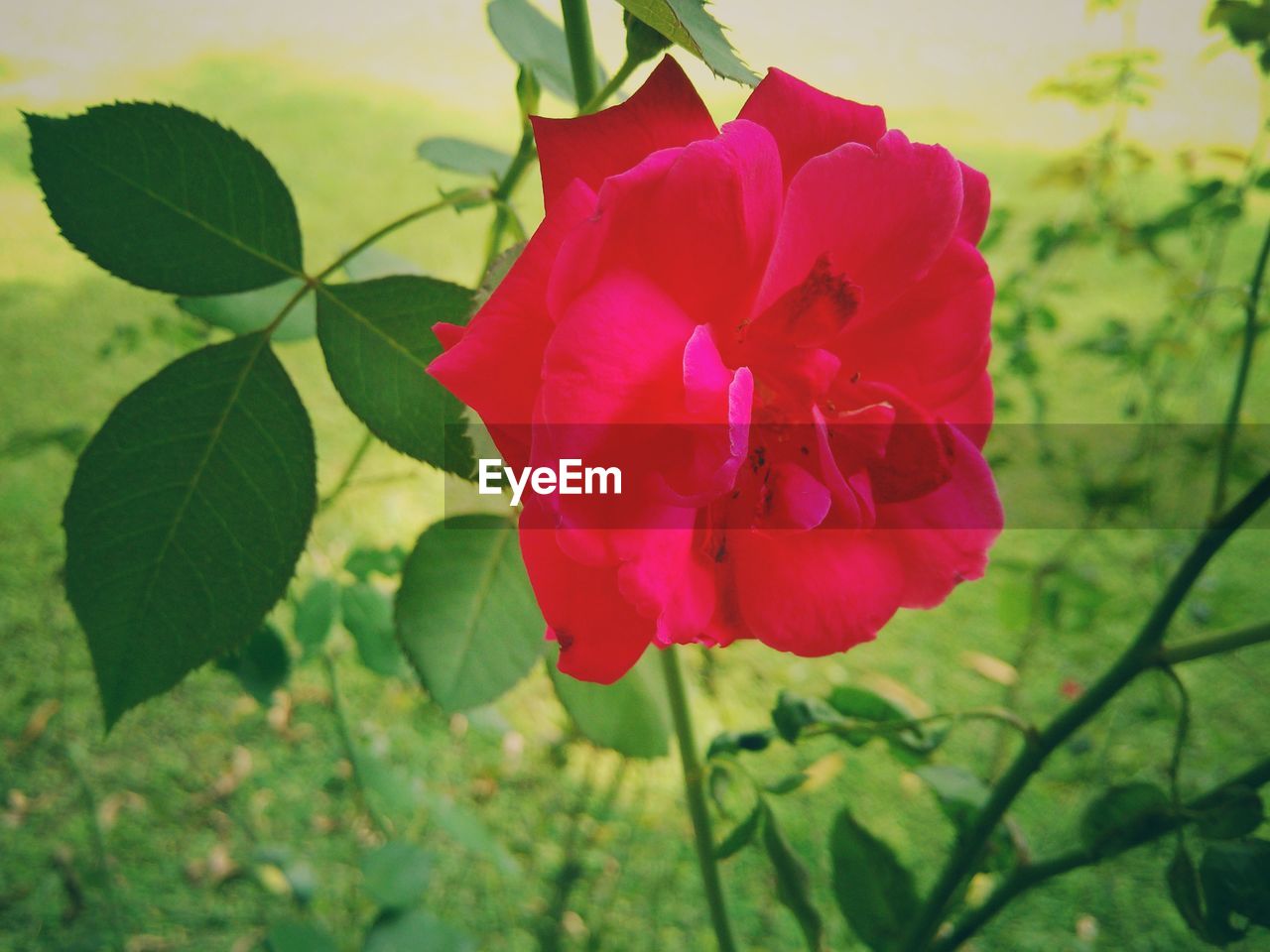 CLOSE-UP OF RED ROSE FLOWER BLOOMING OUTDOORS