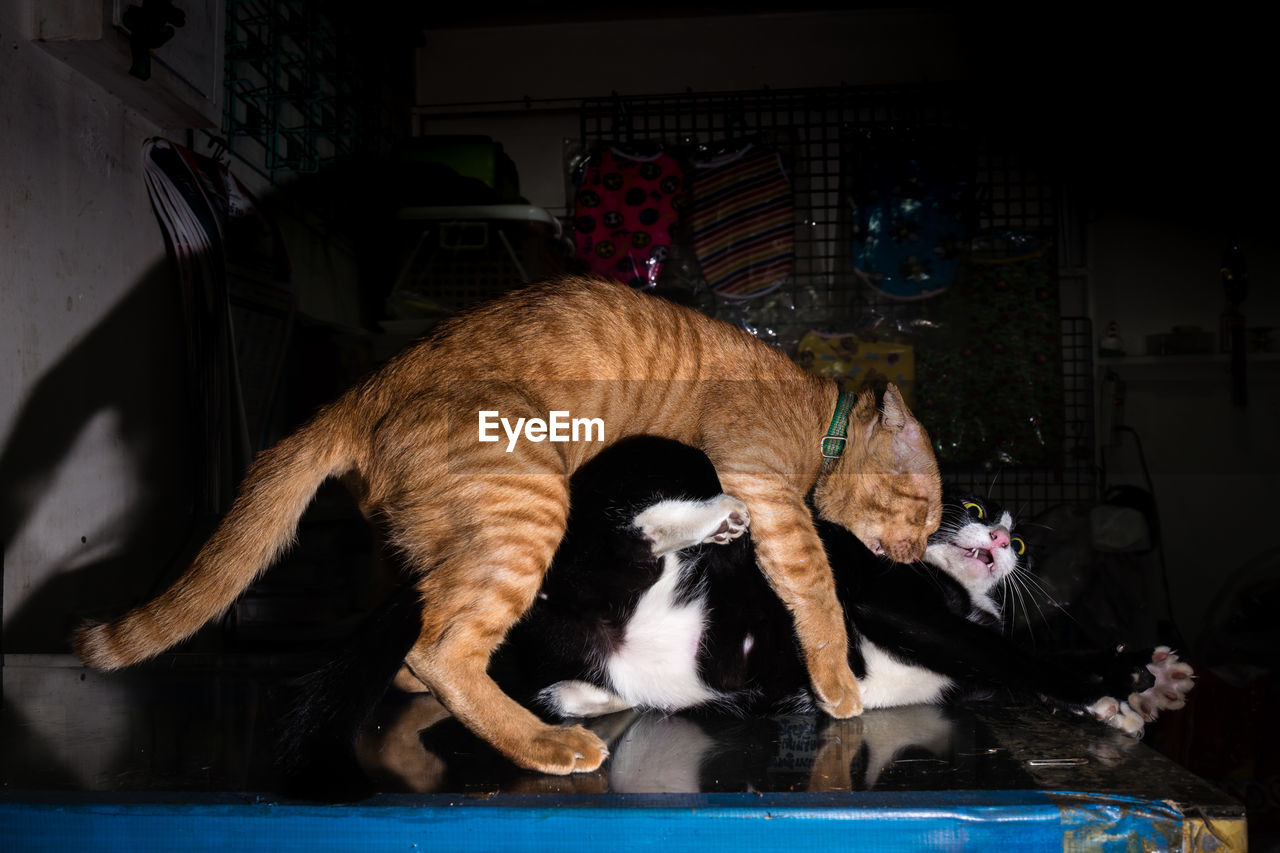 VIEW OF CAT SLEEPING IN A ROOM