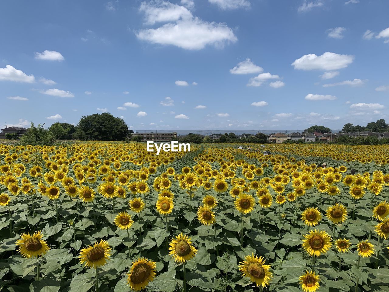 plant, flower, sky, landscape, sunflower, flowering plant, beauty in nature, yellow, nature, freshness, rural scene, field, cloud, land, agriculture, environment, growth, scenics - nature, abundance, crop, no people, flower head, fragility, farm, tranquility, day, springtime, outdoors, tranquil scene, inflorescence, blue, petal, idyllic, summer, flowerbed, horizon over land, non-urban scene, food, horizon, food and drink, sunlight