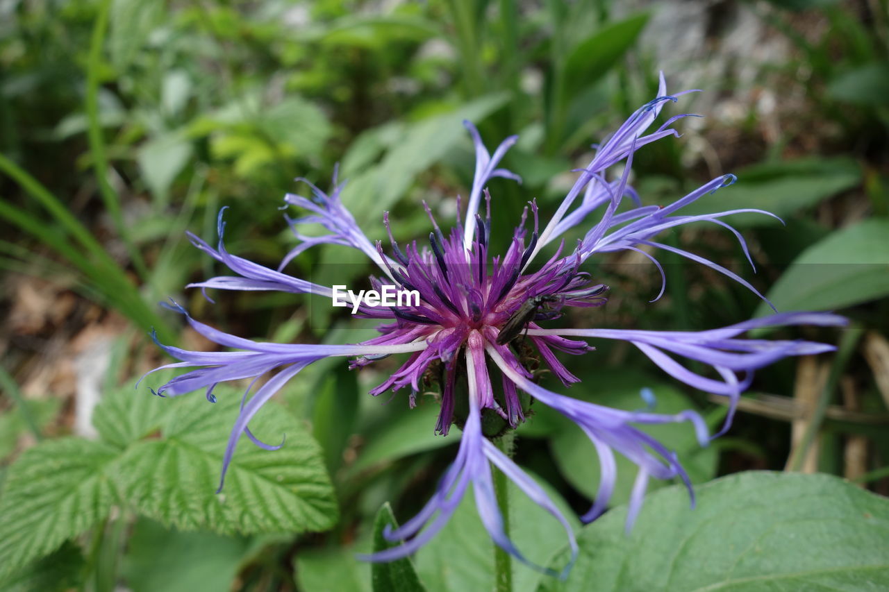 Close-up of purple flowering plant