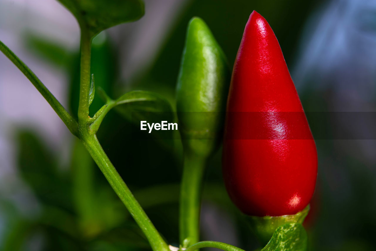 CLOSE-UP OF RED CHILI PEPPER PLANT