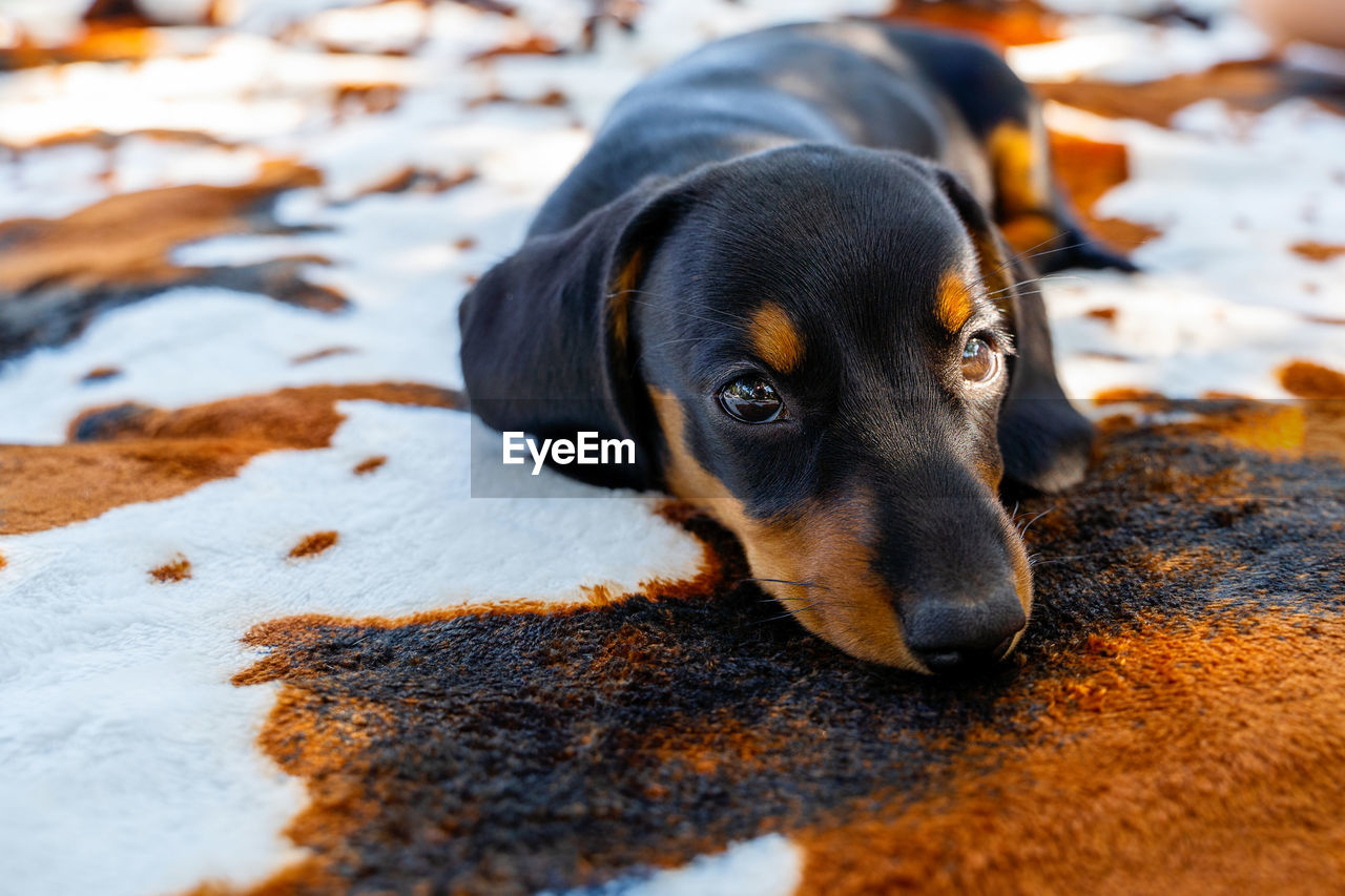 close-up portrait of dog